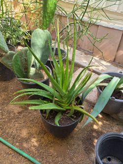 Aloe vera plant