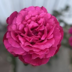 Dennis Kellogg Rose Bush Plant, In 5 Gallóns Pot Pick Up Only