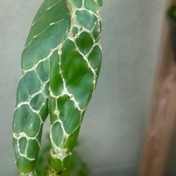 Opuntia reticulata ‘Cobra’ Desert Fierce. 