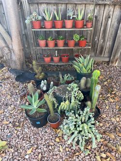 35 + succulence, aloe, Agave, cacti