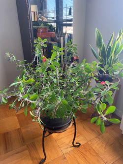 Euphorbia Plant