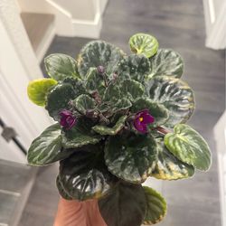 Purple African Violet large grown plant blooming in pot