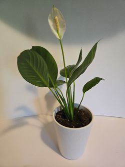 Tropical Peace Lily Plant in Decorative Ceramic Planter Pot