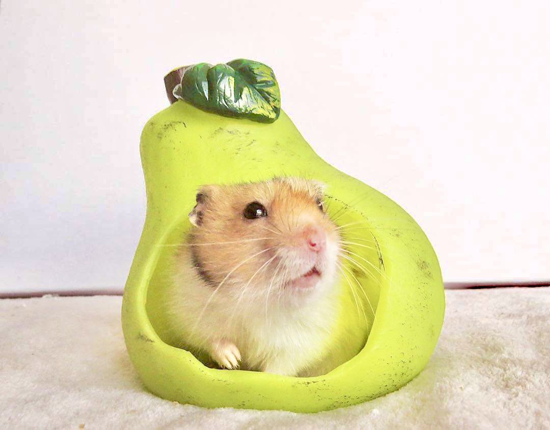 Fruity Pear Hamster Hideout/Toys/Hide ~~ Hamsters