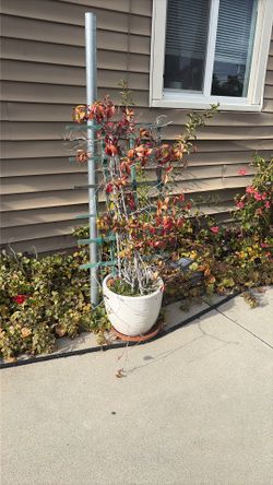 Nice Plant