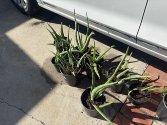 Aloe Vera Plants