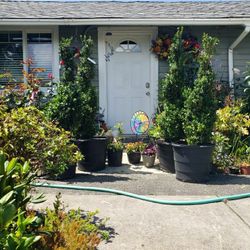 $199 Each Beautiful Spiral Boxwood Plant 