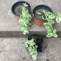 Dorotheanthis Livingstone Daisy Starter Plants