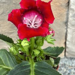 Gloxinia Blooming Plant Indoor 