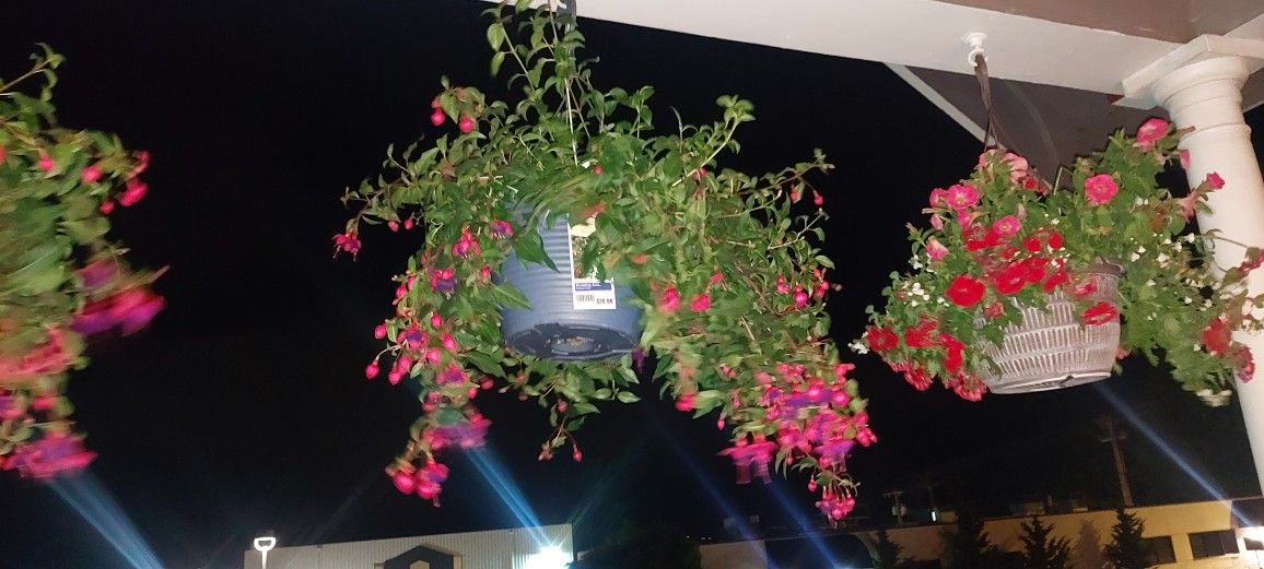 Hanging Flower Baskets Medium And Large. Potted Flowers Fuschias And Assorted