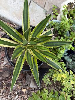 Rare “Marginata” Century Agave plant