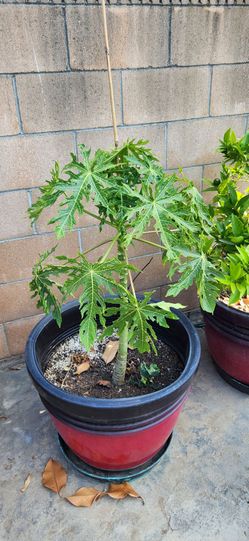 Papaya Tree