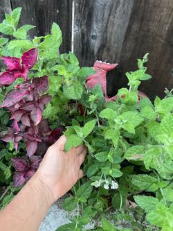 Mojito mint/ herbal/organic; 95820