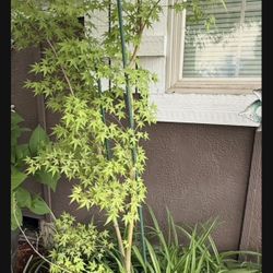 Japanese Maple Tree 6’