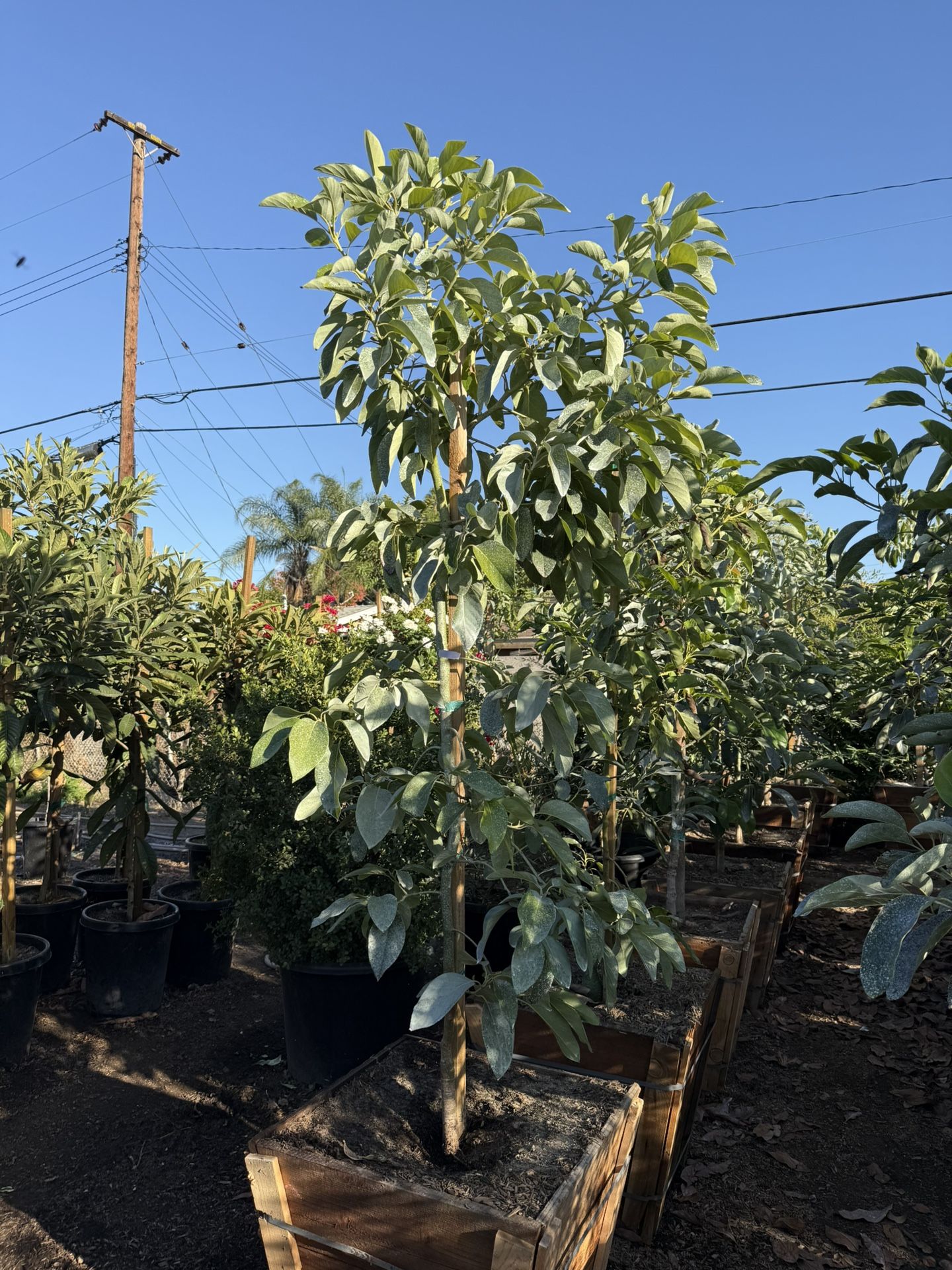 Hass Avocado Trees