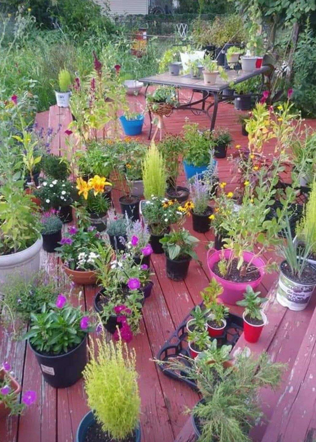 Half price plants 🌷for sale Sep 13,14,15 from 10-5 at 163 River City Blvd 63125