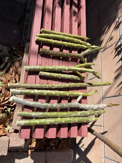 Plumeria Cuttings