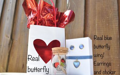 Real butterfly gift