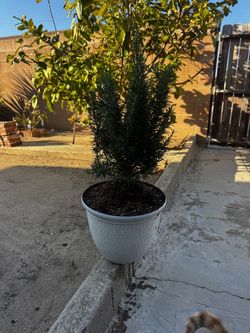 Rosemary