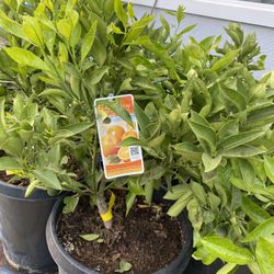 Fruit Trees 