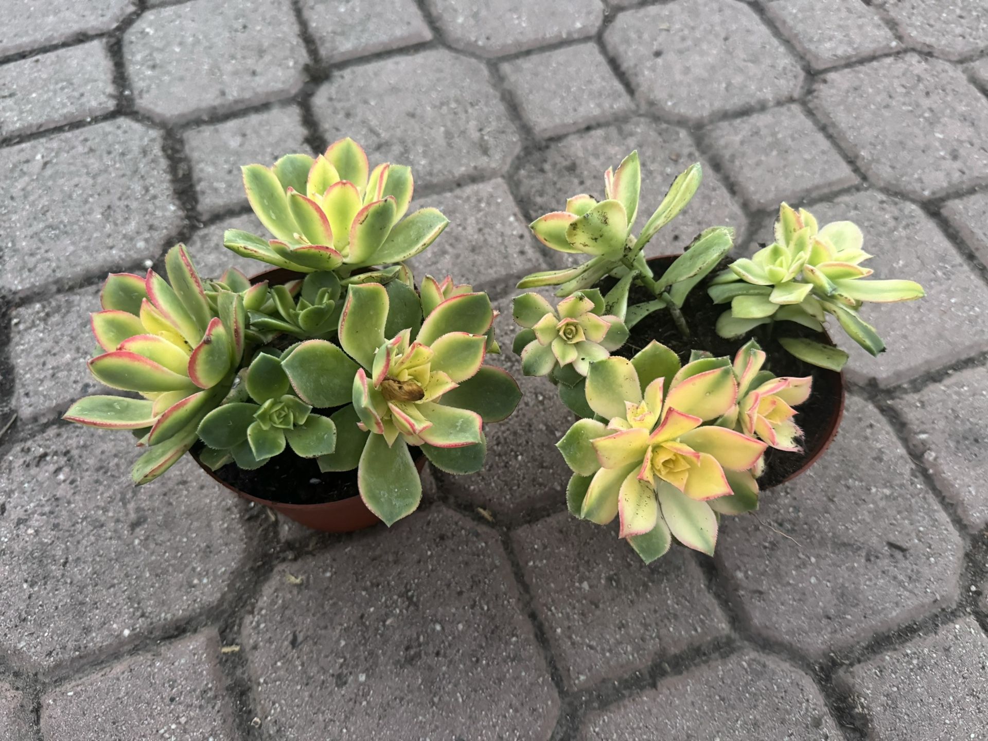 Succulent 5$ Each
