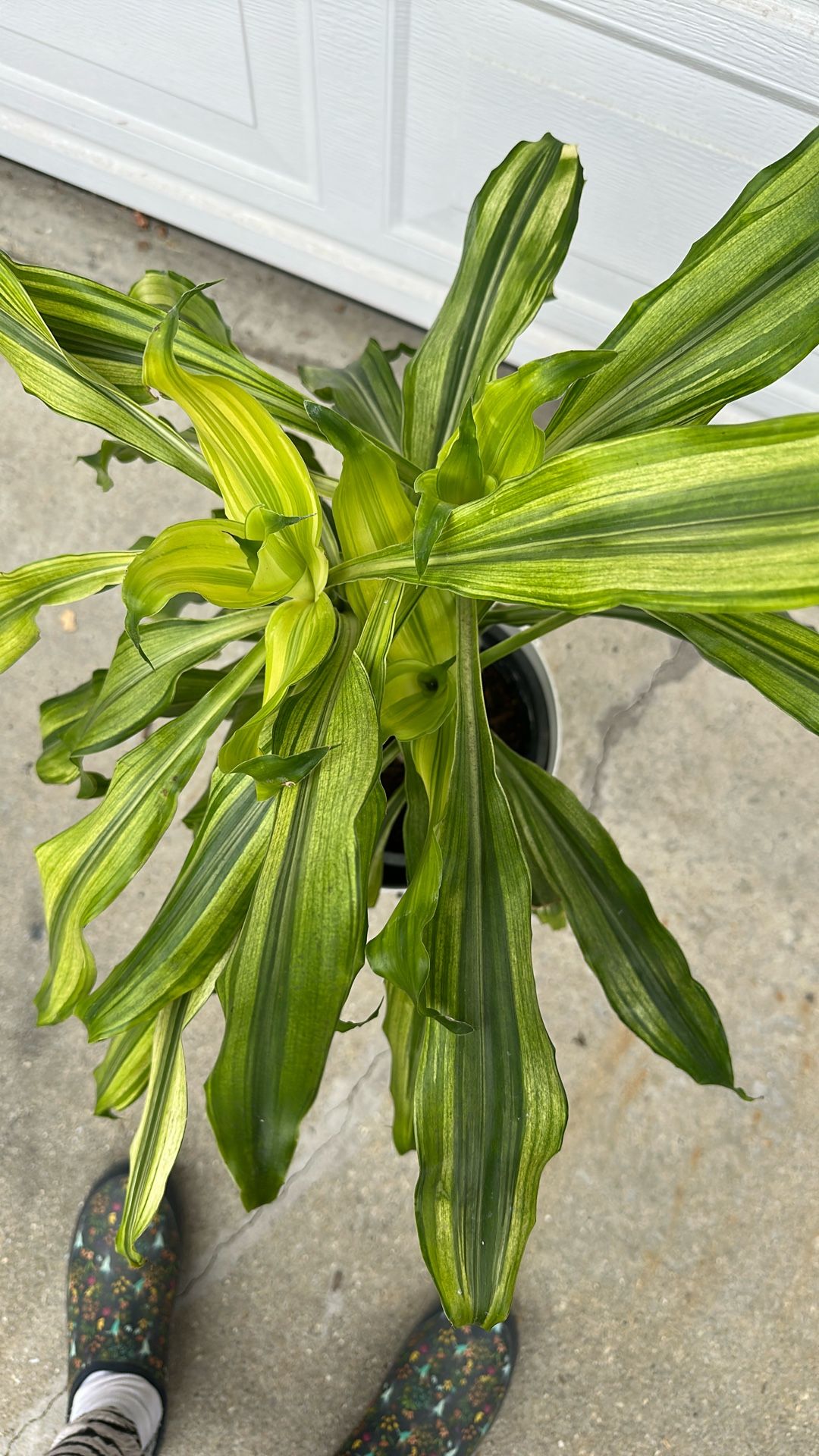 Plant