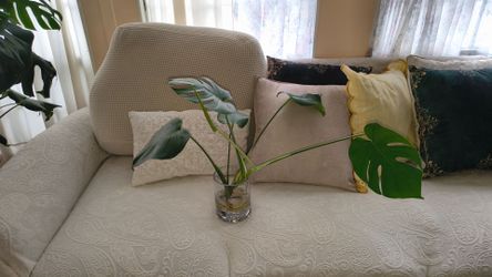 Live Monstera Delisioca taken from the Mother currently growing & thriving as a Hydroponic Plant
