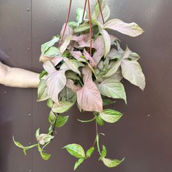 8” Syngonium Pink Splash Very Hard To Find This Size