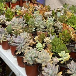 Succulents Plants 4”pot 