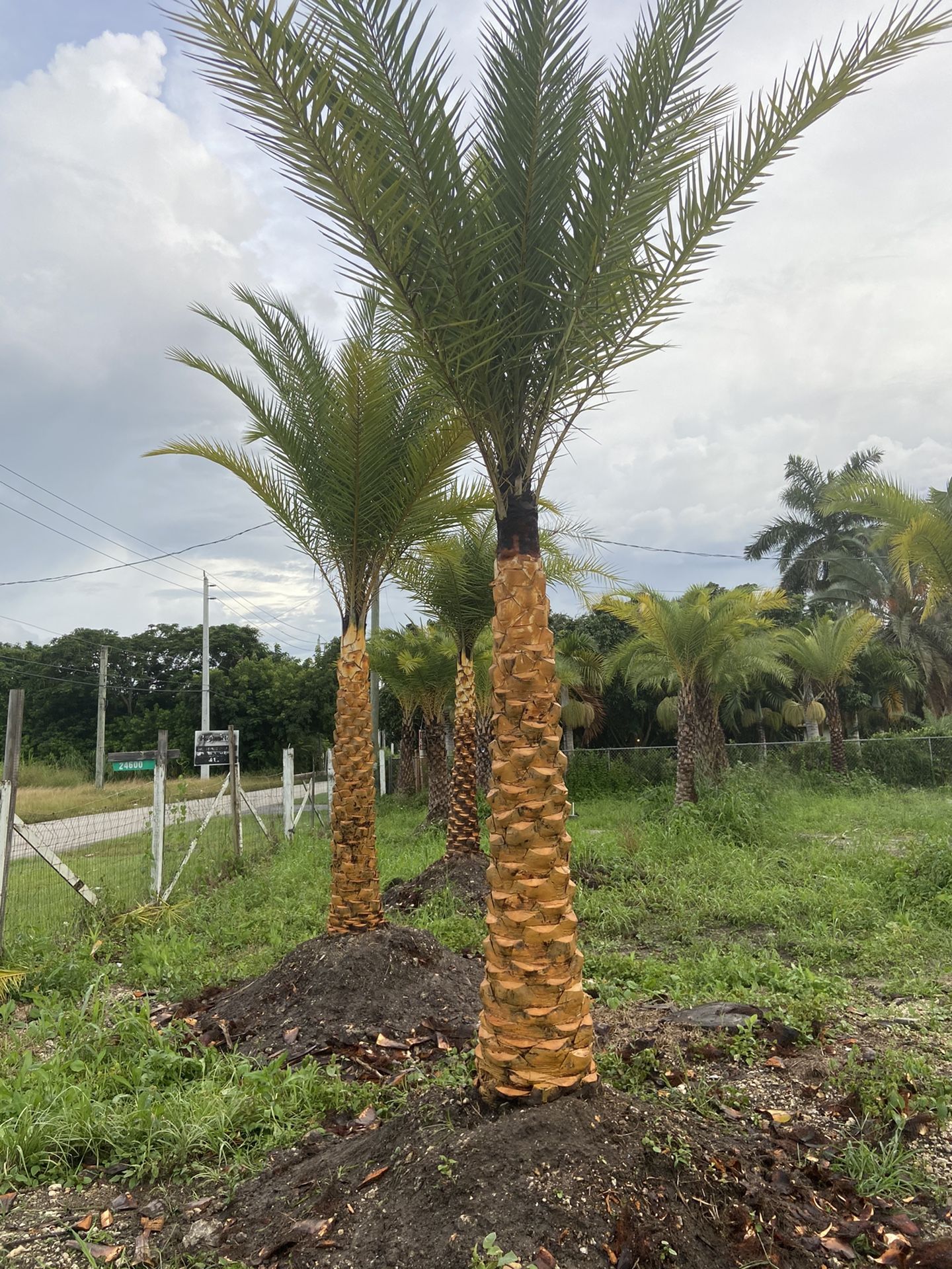 Palms for sale: Phoenix Sylvester Palms