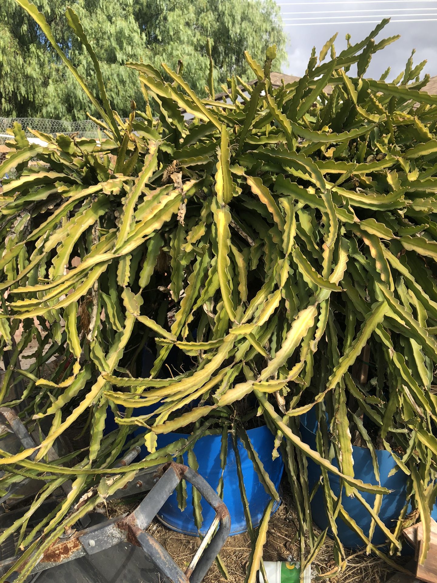 Dragon Fruit Plants