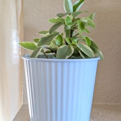 Healthy Beautiful Indoor Plant(Large Peperomia)