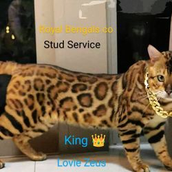 Tica Registered Bengal Stud Breeding Services 