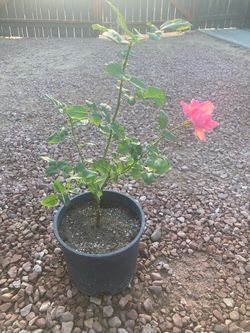 Rosal color rosa 3gl
