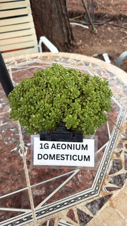 Aeonium Domesticum Succulent 1 Gallon