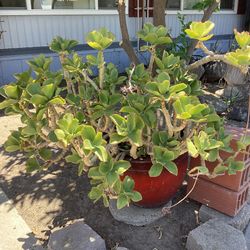 Big Pot Plant