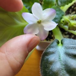 Large Growing Purple/White  Thumbprint  Flowering  African  Violet  Starter Plant