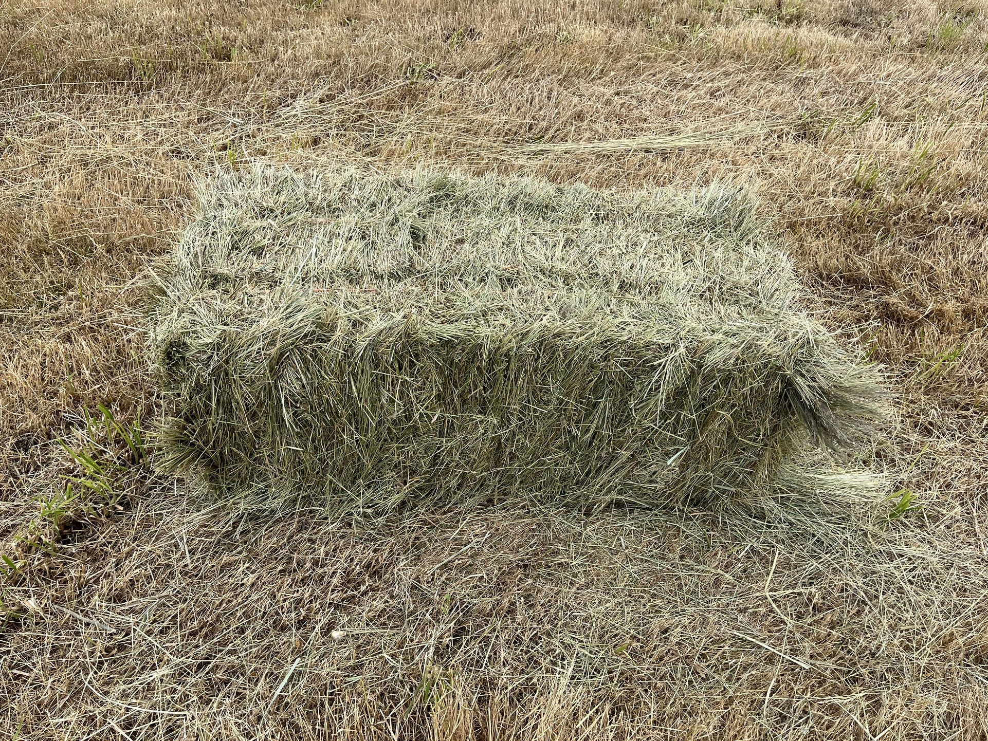 Local Grass Hay