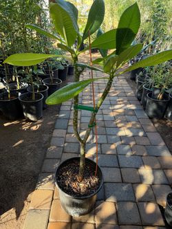 Plumeria Tree 3F $50 Price Firm