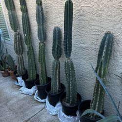 Rooted Peruvian Apple Cactus, 3-5ft $10 Each