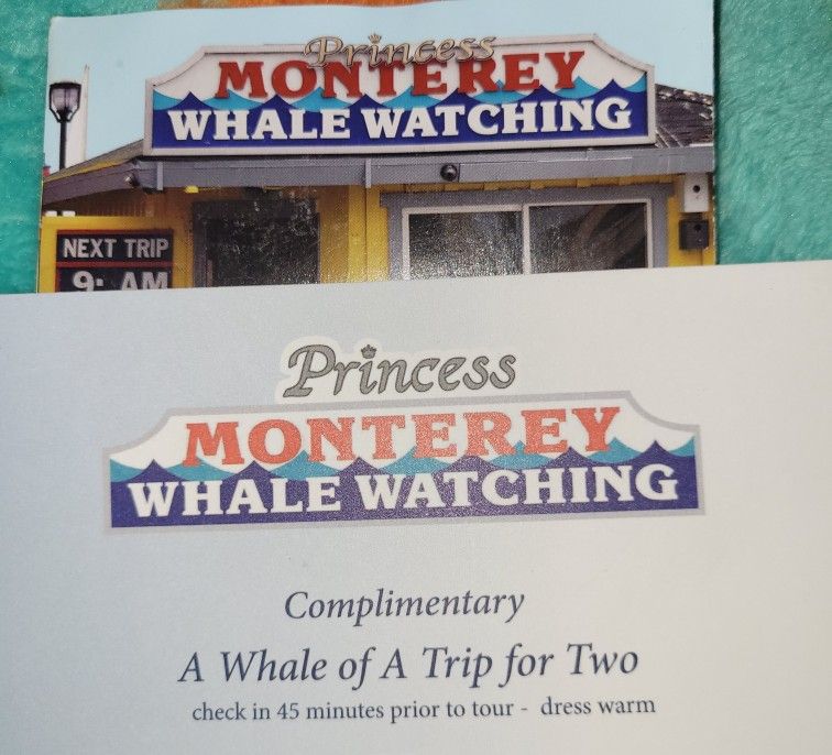 Whale Watching