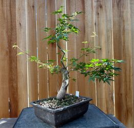 Japanese maple bonsai / A13