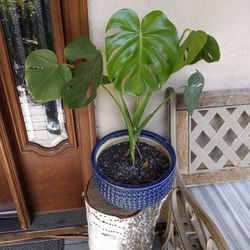 Monstera Sweess Cheese life plant in Ceramic Blue pot.