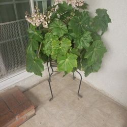 Plant