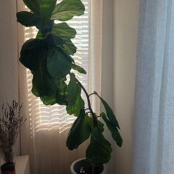 Indoor Plants Fiddle Leaf Fig Tree TALL 8ft