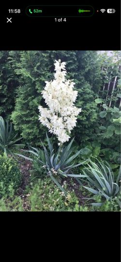 Yucca plant