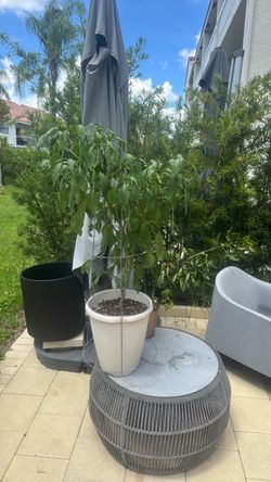 Fully mature jalapeño plant