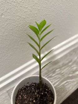 8” ZZ Plant for sale or trade