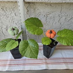 Ficus Umbellata Plants
