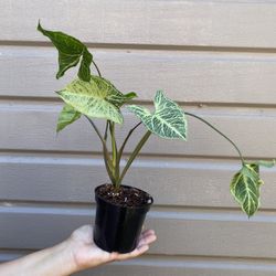 4” syngonium batik